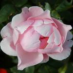 Růžové tajemství