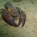 Pohled z očí do očí