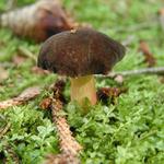 Až vyrostu, tak mě sní.