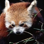 "Snídaně v trávě"