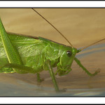 Já mám koně, vraný koně...