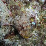 ta to umí (Ropušnice)