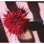 Variace na růžové téma...