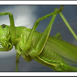 Já mám koně, vraný koně II.