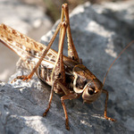 Saranče