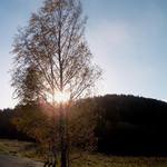 Strom v zapadajícím slunku