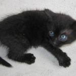 Zkus na mne sahnout!