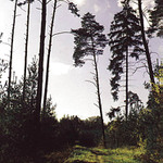 za pár let už nebude ani les