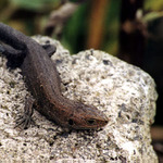 Ještěrka na betonové skále