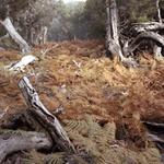 Chroští v oranžovém kapradí