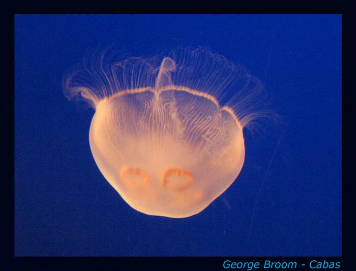 Jellyfish