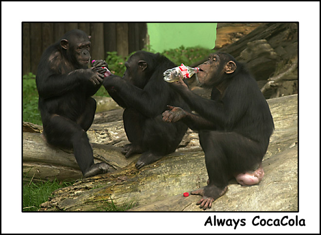 Always CocaCola I.