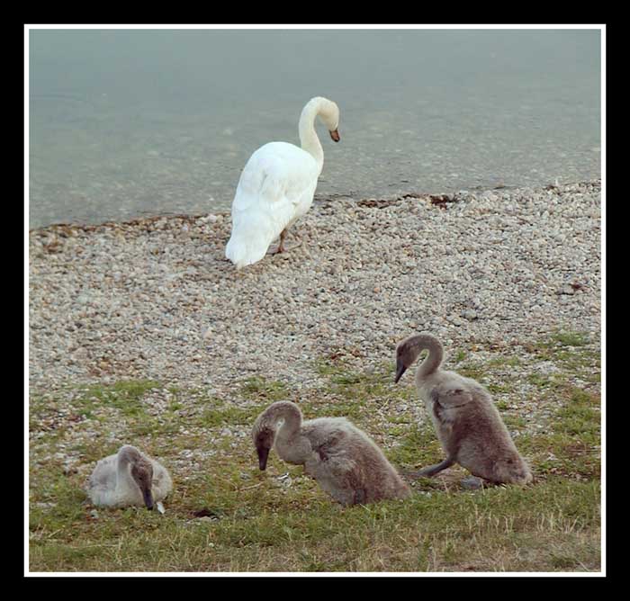 ...ach ta podoba, ta podoba...