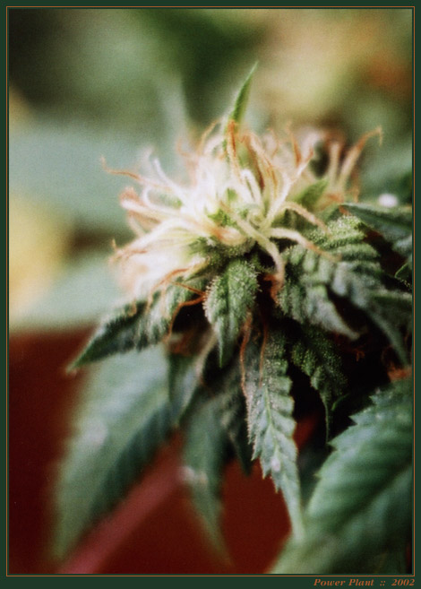 Power Plant