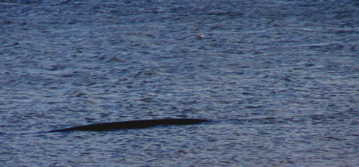 brněnská Nessie!!!