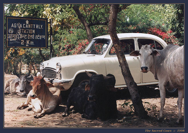 The Sacred Cows