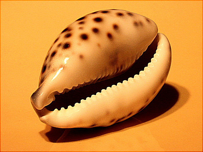 mušľa