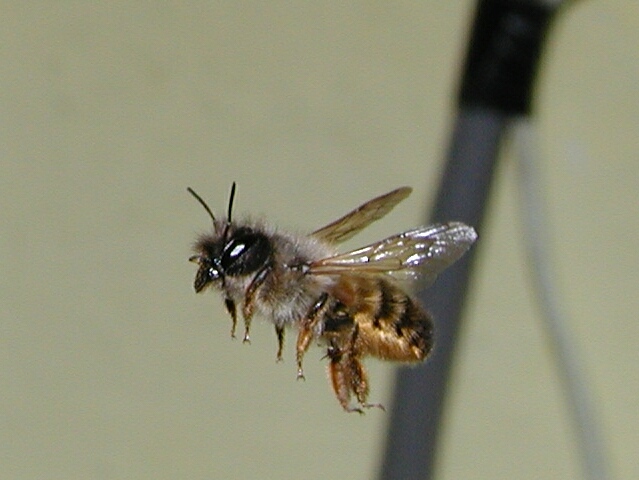 návštěva