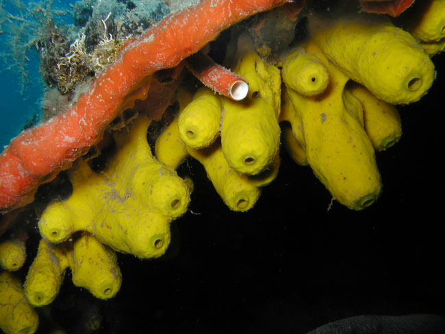 Houby s octem ??