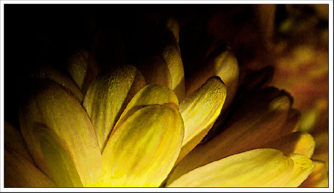 kvetinka trošku inak...