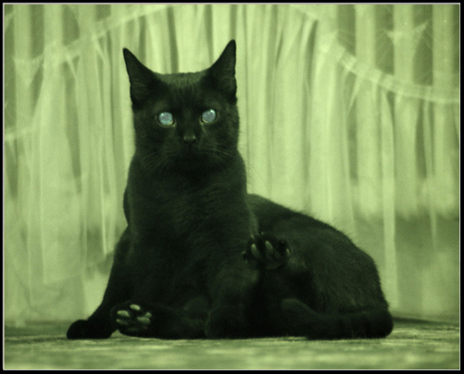 black cat
