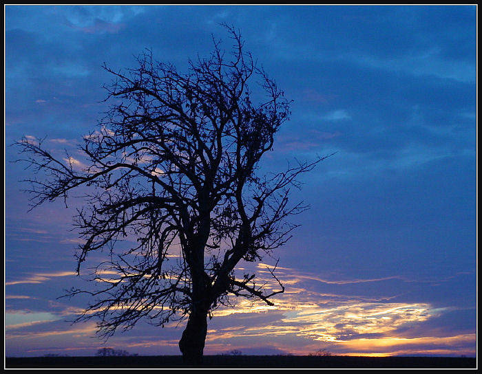 Stromovo západová gýčovka II