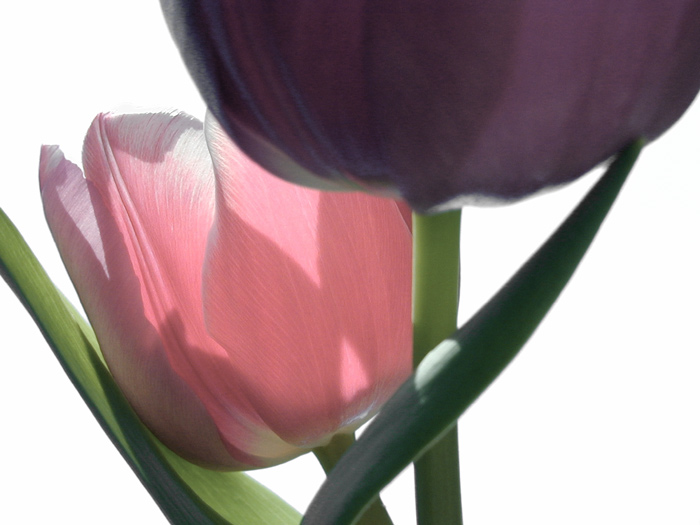 Tulipány I.