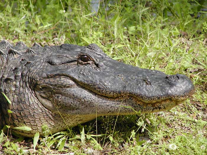 Mr. Ali Gator