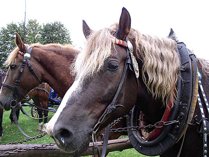 Heavy Horses