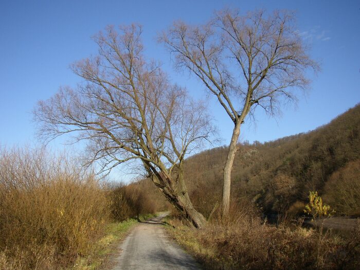 Strom (Cekani na prichod zimy)