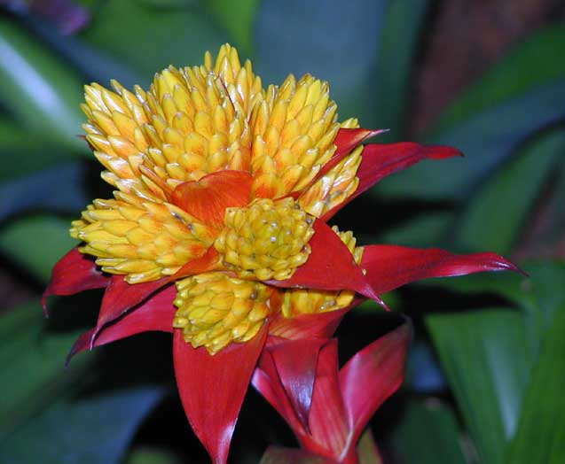 Bromelia