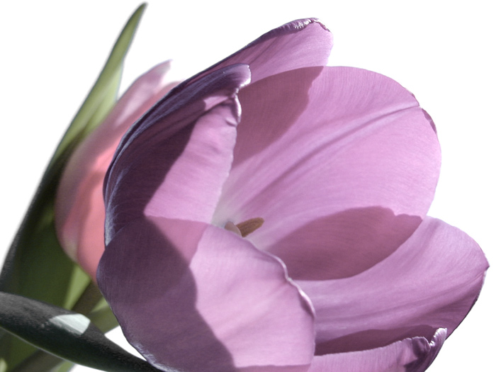 Tulipány III.