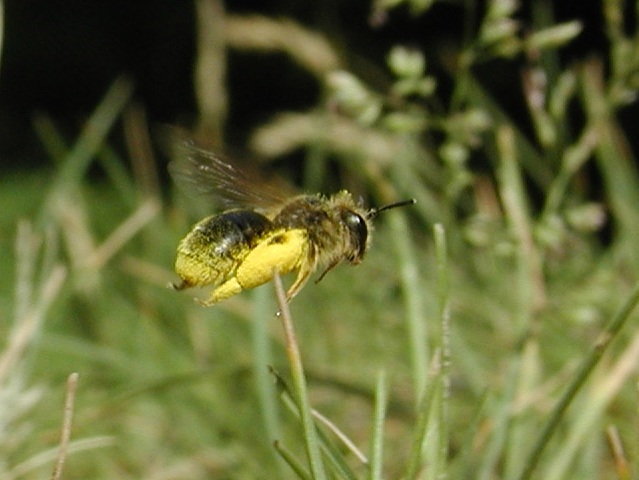 včelka