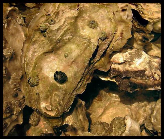 Small Oysters........