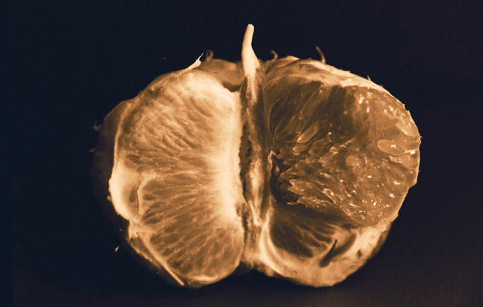 Grapefruit