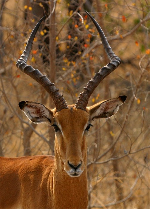 Impala