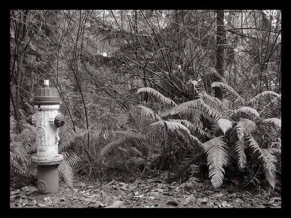 Hydrant v lese....