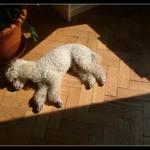 To není mrtvá ovce!:-)