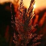 "Sluneční vítr II."