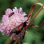 Na medové pastvě ...