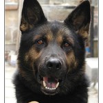 Rex