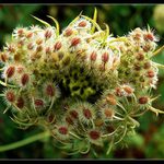 Celé stádo ježečků......