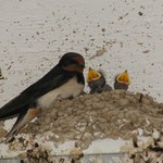 Mámo, my máme hlad