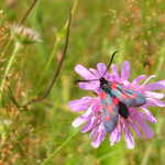 Luční zamyšlení II