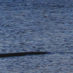 brněnská Nessie!!!