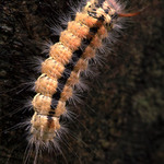 chlupatý kaktus ...