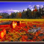 eXperimentally klády