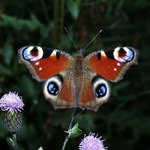 Babočka Paví oko