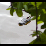 Konec vodníků v Čechách