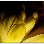 kvetinka trošku inak...